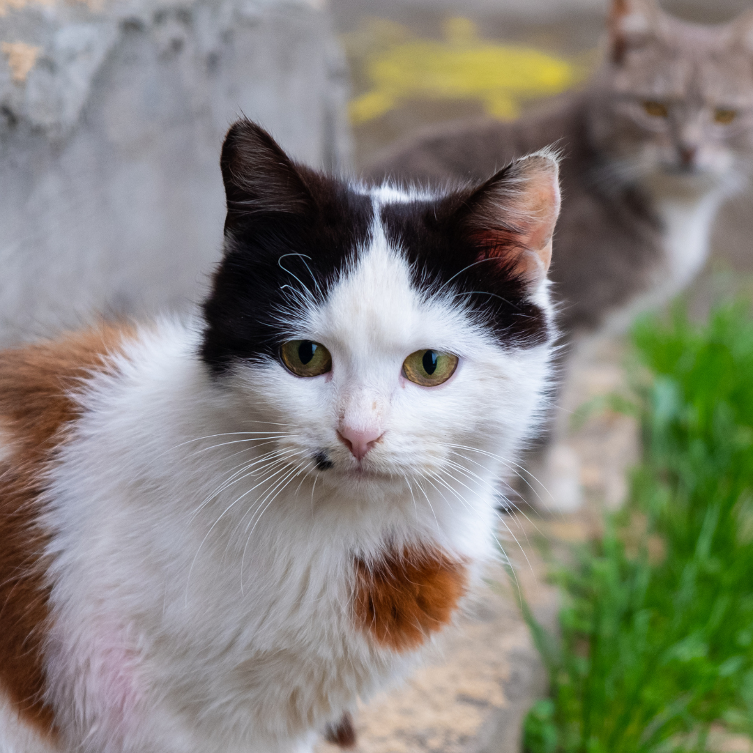 Как в России защищают животных?